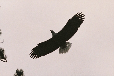 [The underside of an eagle with its wings fully outstretched as it comes in close to a tree.]